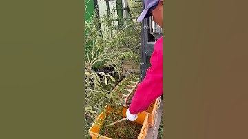 Khám phá cỗ máy thu hoạch kỷ tử hiện đại