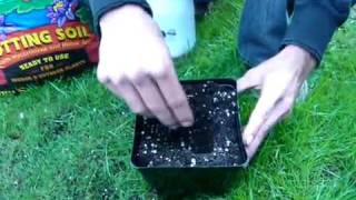 http://www.budbook.org  Cloning from Aeroponics to Soil (Step-by-Step) homemade hydroponic