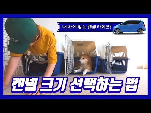 시바 견주가 알려주는 켄넬 선택 개꿀팁