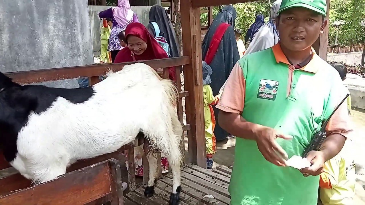 Memerah susu kambing 