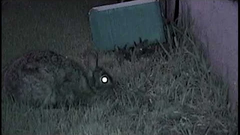 Baby bunnies leave nest - stay safe bunnies