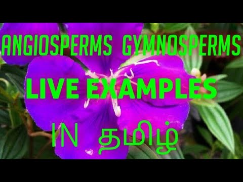 what is angiosperm and gymnosperm