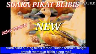 Download Lagu SUARA PIKAT BLIBIS KEMBANG //THE BEST SOUND OF BIRD CALLING#TJChannel MP3