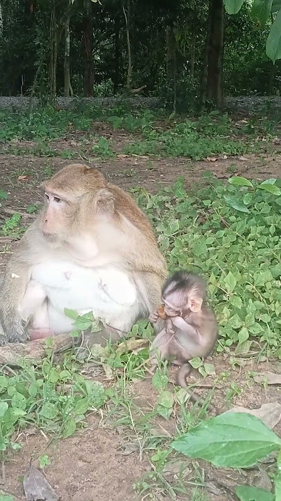 VID20250711172451 monkey 3