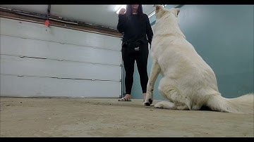 testing for stimulus control.  lesson 6, exercise 6.2