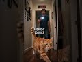 Your Cat is Actually a Better Weather Forecaster Than Your Phone
