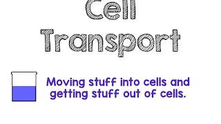 Cell Transport Lecture Notes
