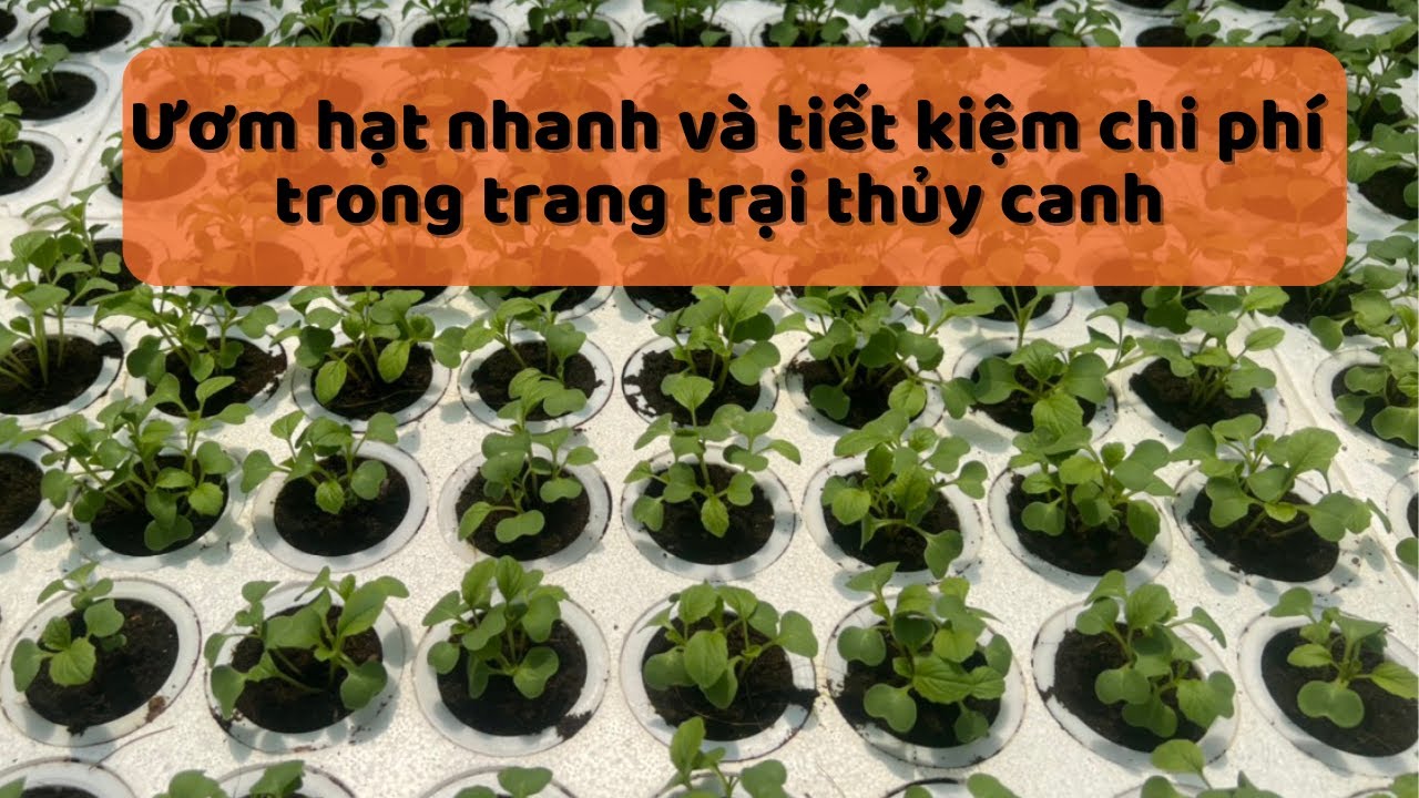 Quy trình ươm hạt trong trang trại thuỷ canh quy mô thương mại.