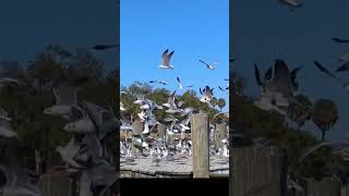 Gulls, Why Are They All There