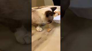 2 cats funny eats durian#Shorts