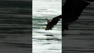 Bald Eagle catching a fish!