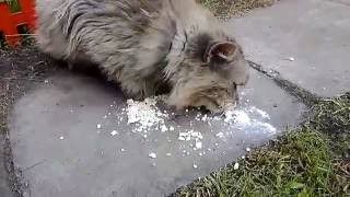 Кот-наркот (Наркоман- Степан) / Cat druggy Кот-наркот (Наркоман- Степан) / Cat druggy