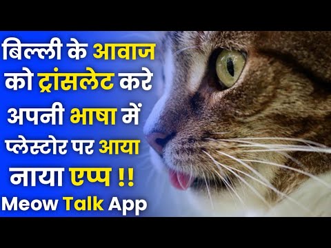 वीडियो: बिल्ली की भाषा को कैसे समझें