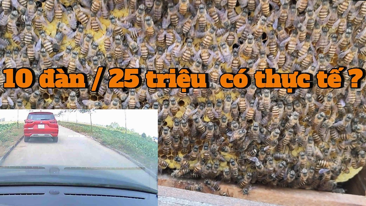 Nuôi 10 Đàn Ong Lãi Bao Nhiêu? Cấu Trúc Vốn – Biên Lợi Nhuận – Kiểm Soát Rủi Ro