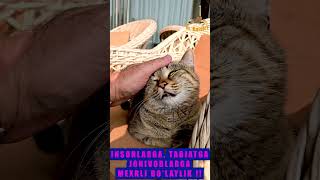 MUSHUKLARNI VA TABIATNI SEVAMAN / OLAMGA SAYOHAT / TRAVEL THE WORLD / ПУТЕШЕСТВИЕ #shorts