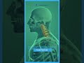 World Spine Day 2025 - New Hope Physiotherapy. #shorts #ytshorts #newhopephysiotherapyinc #canada