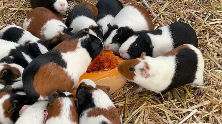 Guinea pigs , Guinea pigs , more Guinea pigs excel...