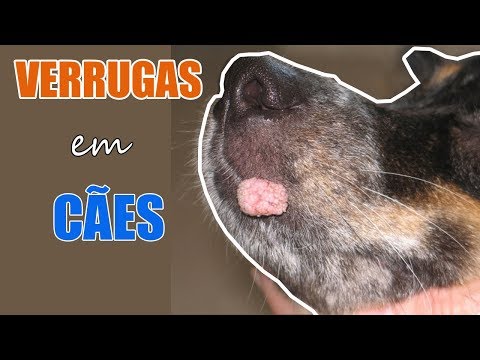 Vídeo: Dog Warts - Verrugas Em Cães - Sinais De Verrugas Caninas