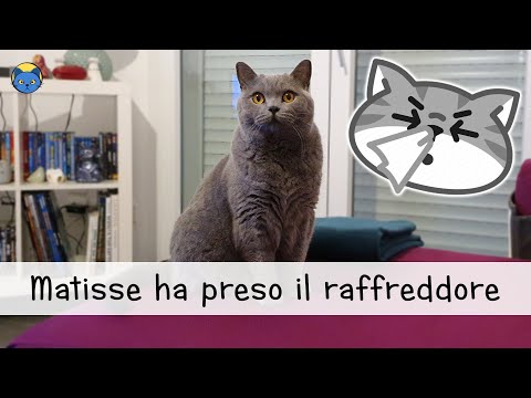 Video: Il mio gatto ha preso il raffreddore?