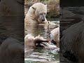 Polar Bear Week!