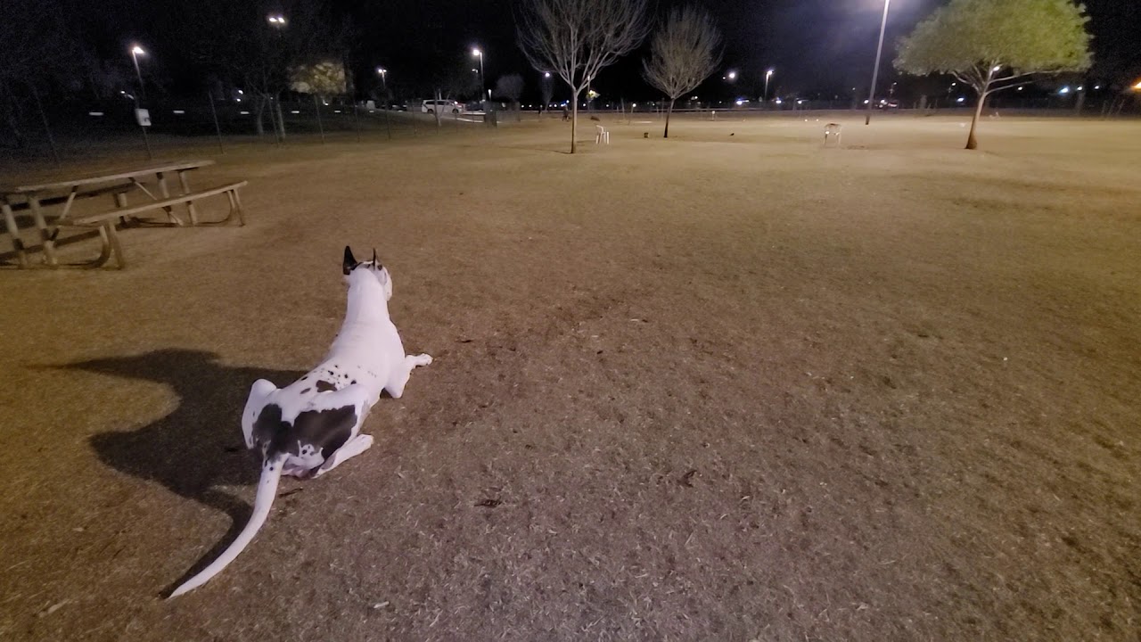 Great Dane Love Heartbreaker Attacked At The Dog Park