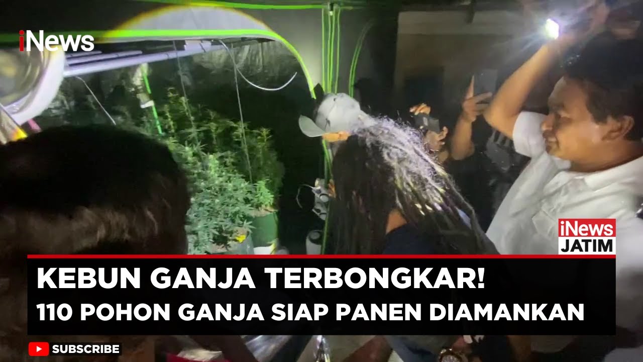 Terbongkar! Polisi Temukan Kebun Ganja di Rumah Kontrakan Jombang | iNews Jatim