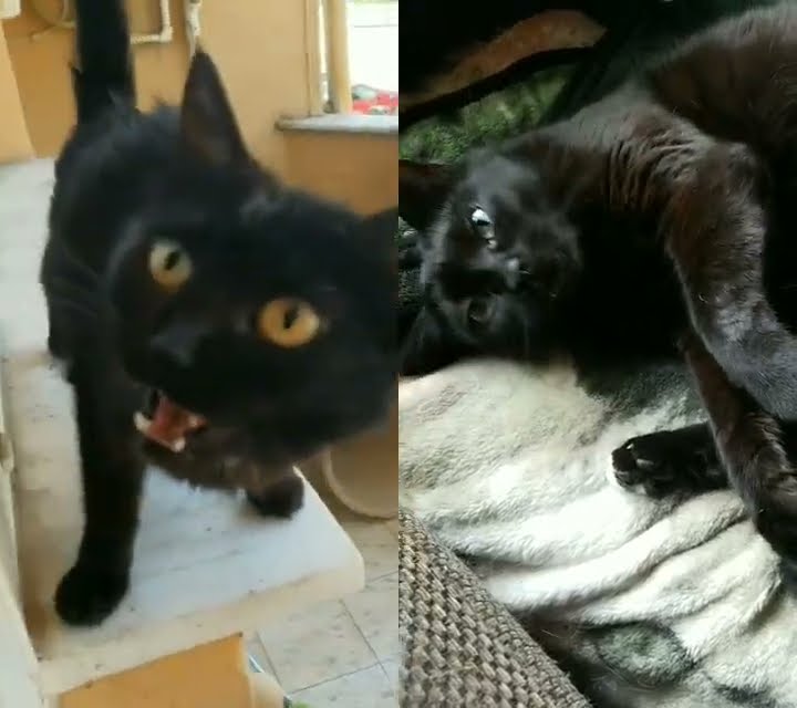 Are Black Cats Lucky blackcat cats pets cat pet catlover shorts Are Black Cats Lucky blackcat cats pets cat pet catlover shorts