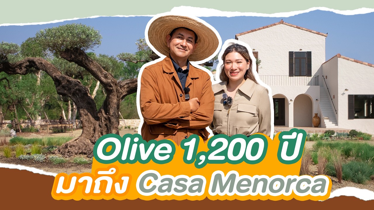 ต้นมะกอกโอลีฟ 1,200 ปี สู่บ้านฟาร์มสไตล์สเปน เขาใหญ่