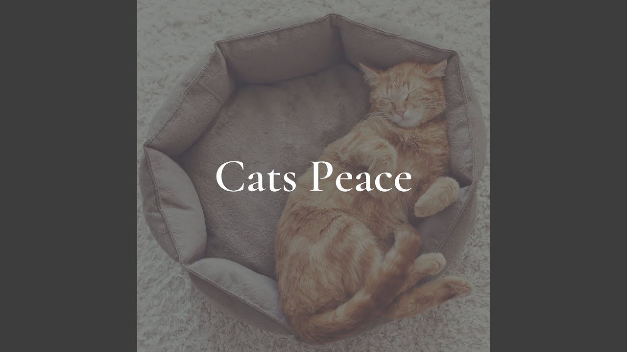 Cats Peace, Pt. 14