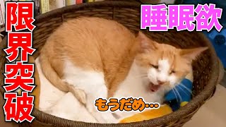 【DaiGo】猫の眠気が限界に達した時の表情＆あざといぴこに弱いDaiGo【切り抜き】
