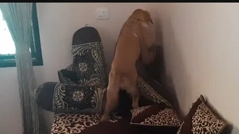 playing hide and seek with my dog  || Dog wins game of hide-and-seek ||viralhog