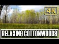 Relaxing Forest - 1 Hr Meditation - Cottonwoods and Birds - Simple Meditation Nature Sounds 4K
