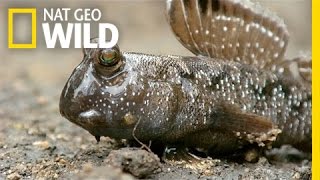 A Mudskipper Battle | South Africa