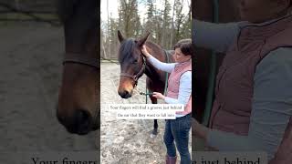 Equine massage Head and Poll release for your horse