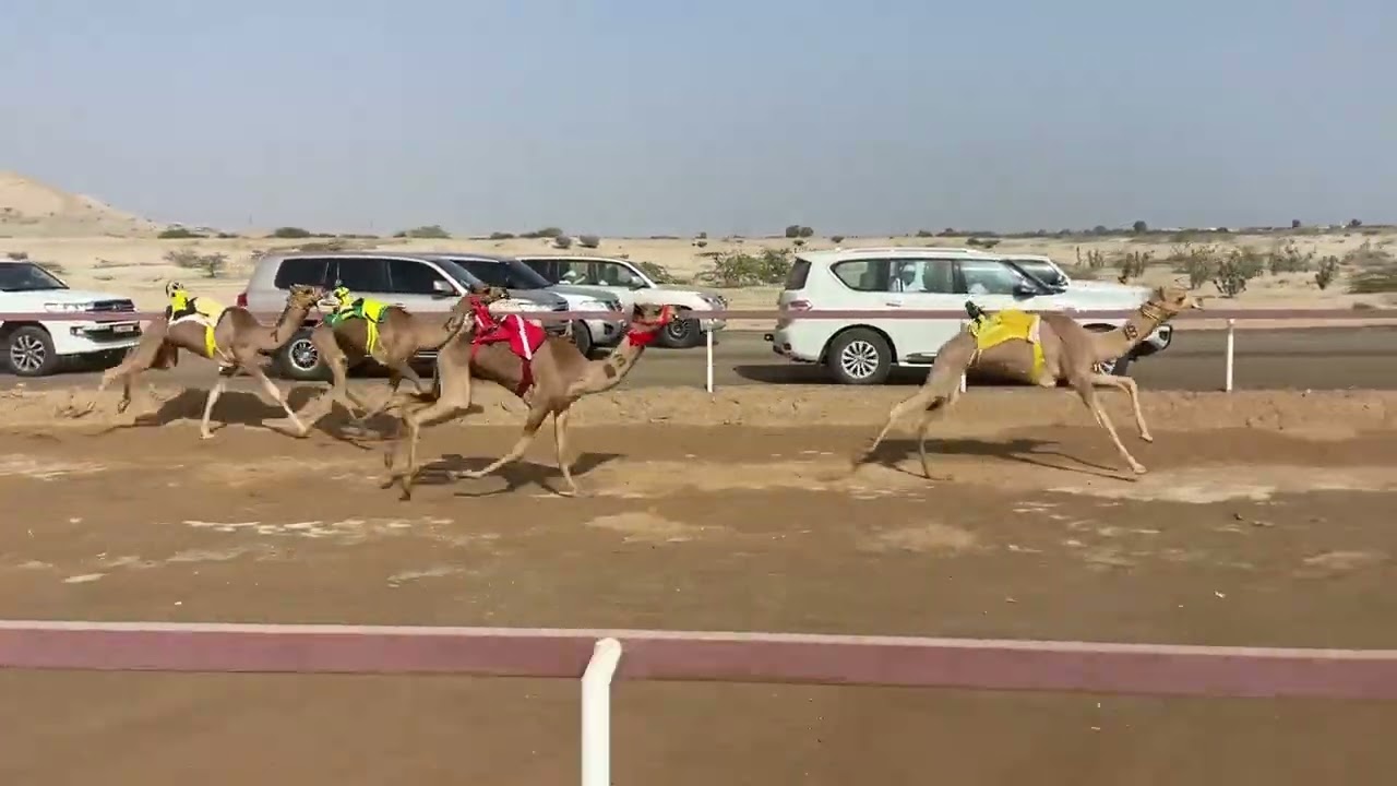 ١ فبراير، ٢٠٢٦