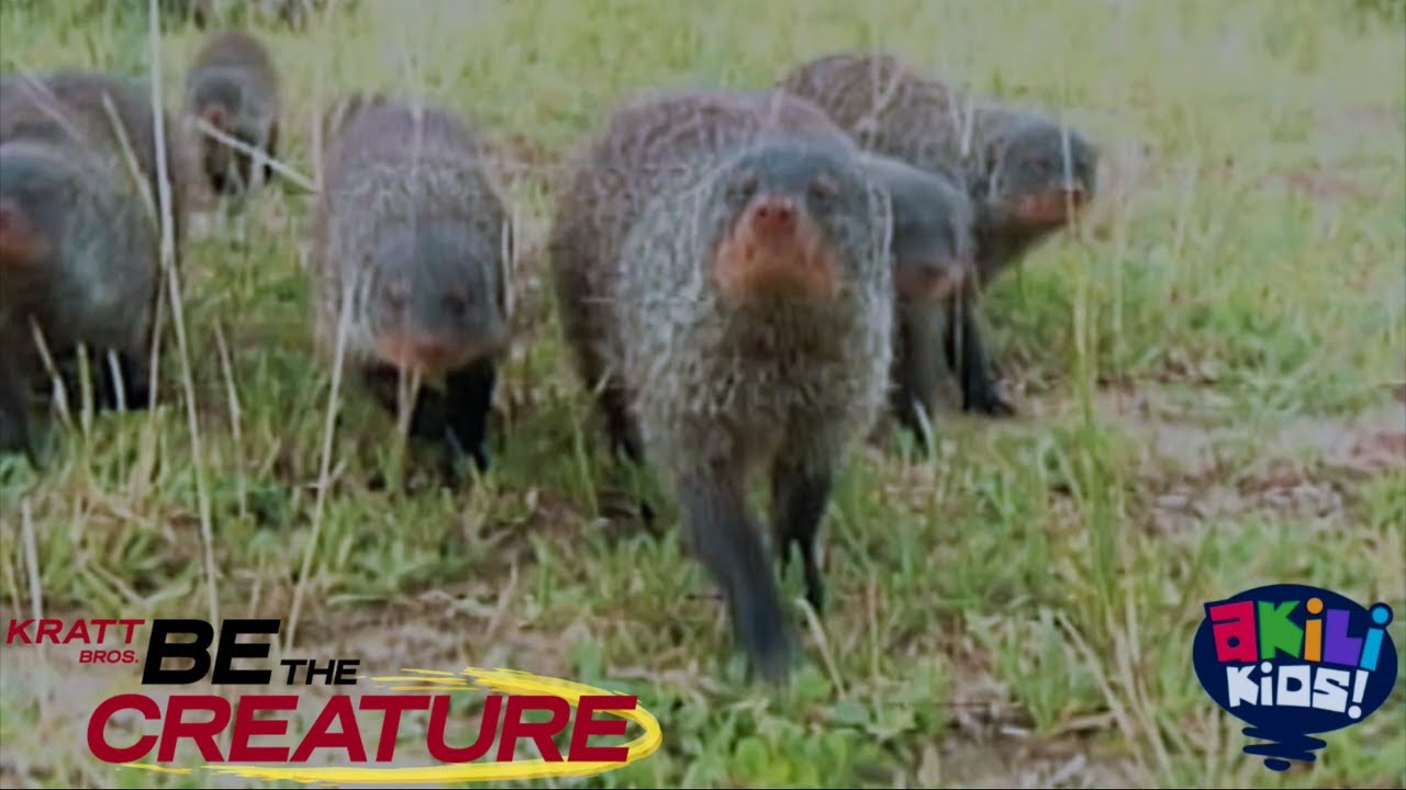 Be the creature | Pint Sized Predators | Akili Kids!