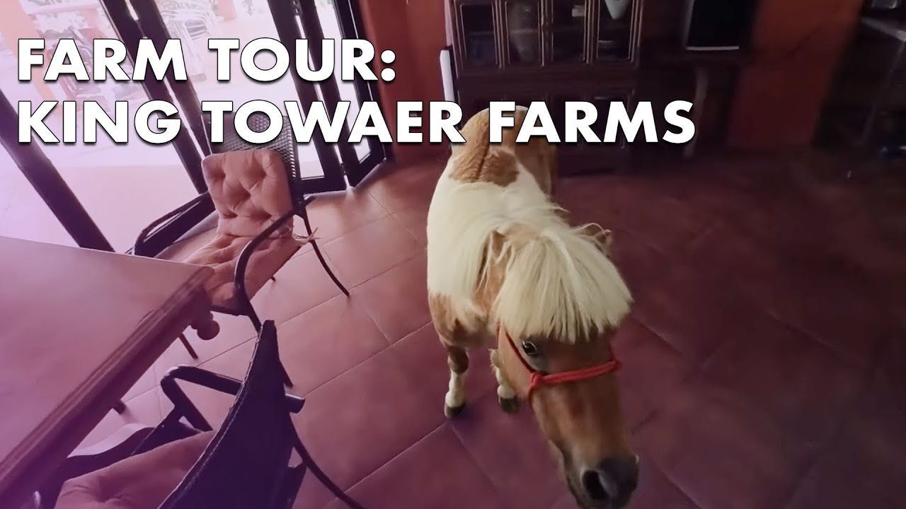 POV Tour: KING TOWER FARM | Angie Mead King - YouTube
