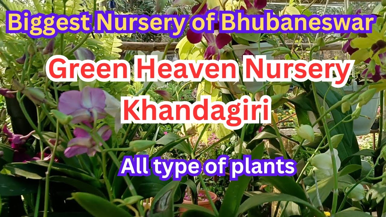Biggest Nursery of Bhubaneswar (Baramunda) ! Green Heaven Nursery Khandagiri #plantnurseryinodisha