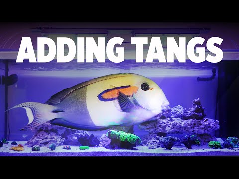 Adding Tangs to the ELOS Dream Reef (Episode 7)