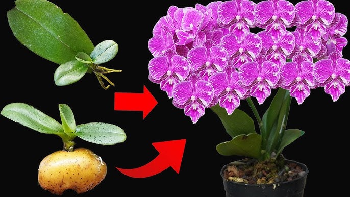 Miraculous for making rotten orchids revive immediately
