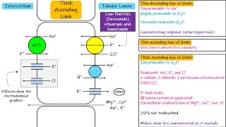 Transport in Thick Ascending Limb. Chapter 28 part 4. Guyton and Hall Physiology.
