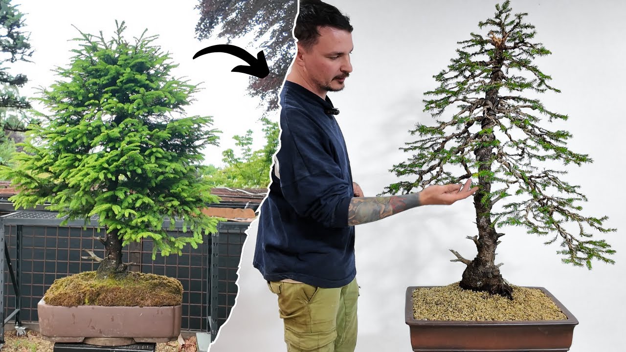 Моя САМАЯ БОЛЬШАЯ трансформация бонсай на сегодняшний день!