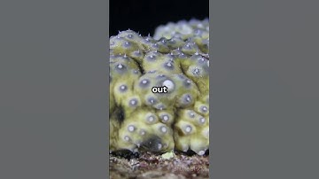 How Sea Cucumbers Defend Themselves