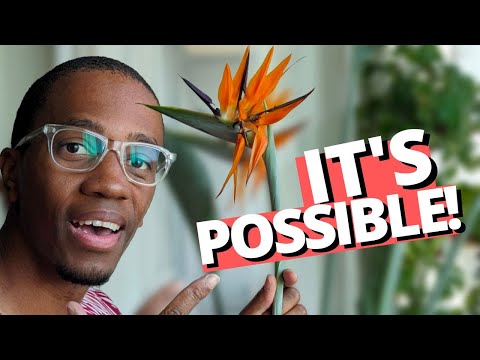 Video: Sådan hjælper du paradisfuglen med at blomstre