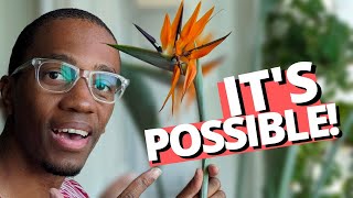 Do THIS to get your Bird of Paradise to flower Resimi
