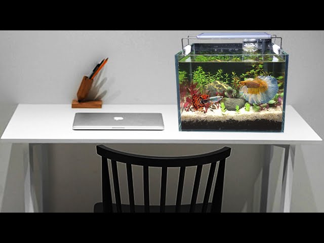 Amazing How To Make Nano Desk Aquarium for Officer 3 Gallon No Co2