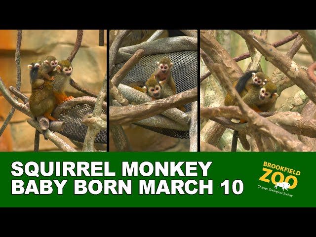 Baby Monkey Born on Fourth of July at Brookfield Zoo