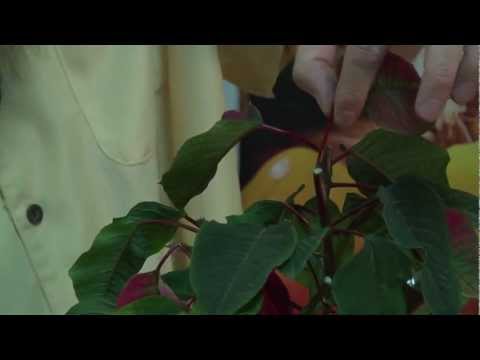 How to make a Poinsettia bloom anytime