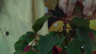 How to make a Poinsettia bloom anytime