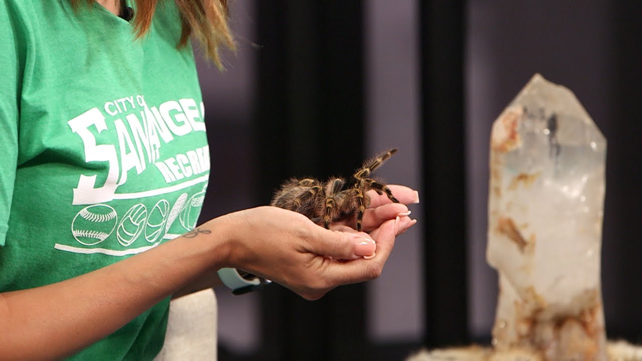 Chaco Golden Knee Tarantula Care - SnakeTracks.com